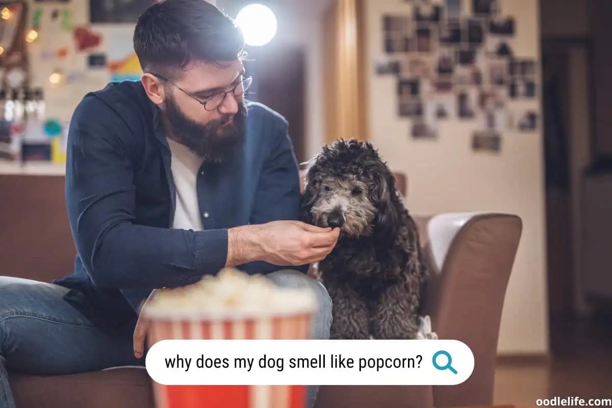 Why Does My Dog Smell Like Popcorn [5 Causes] Oodle Life