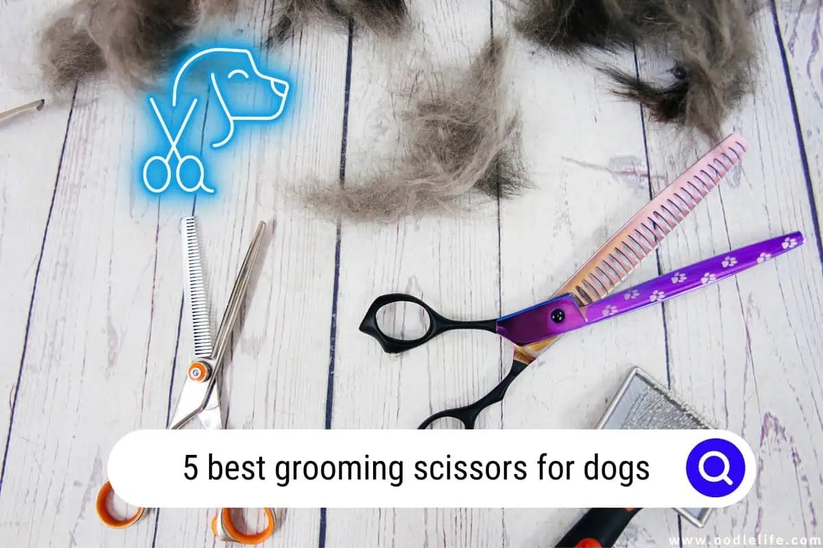 5 Best Grooming Scissors For Dogs (2024) Oodle Life