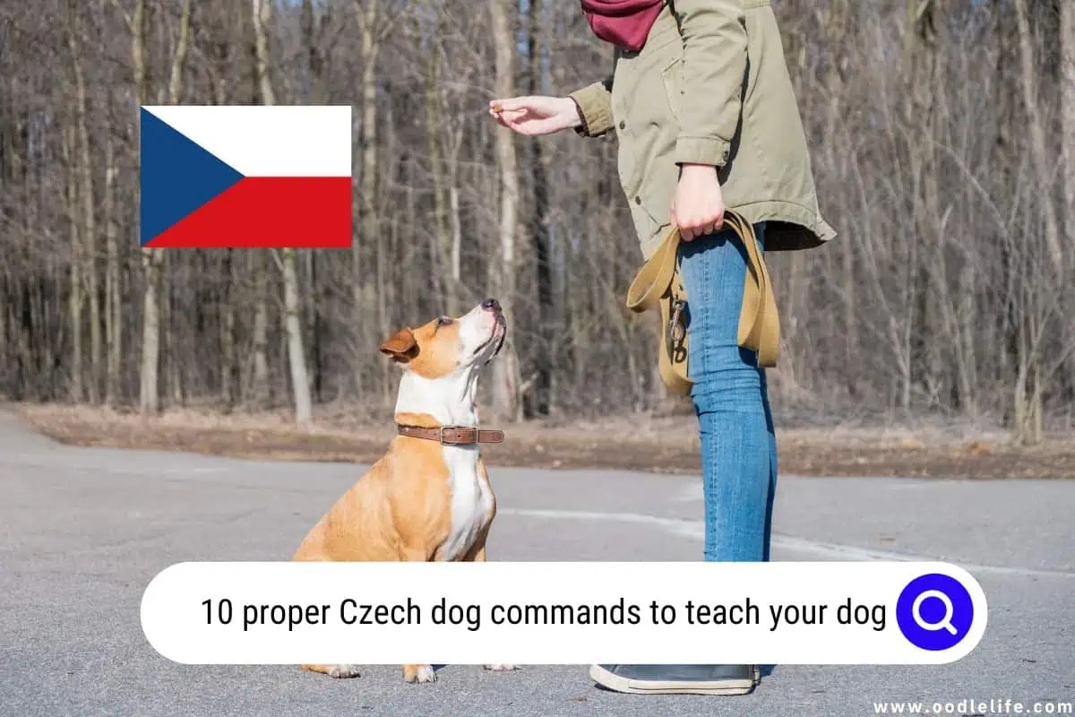 10 Proper Czech Dog Commands To Teach Your Dog! (2024) OodleLife®