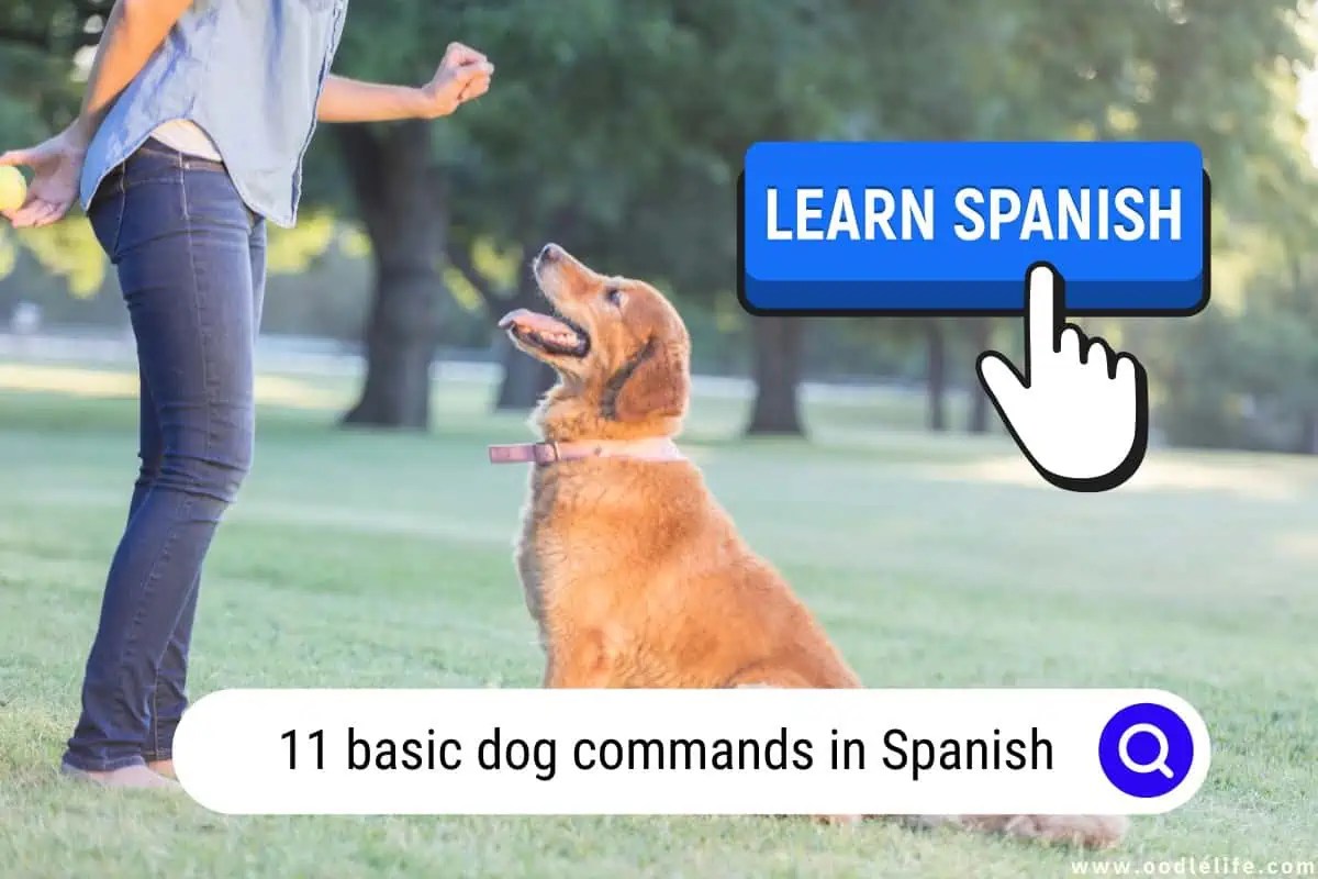 11 Basic Dog Commands In Spanish! (2024) OodleLife®