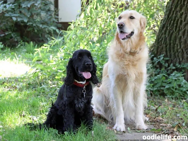 Best Companion Dogs For Cocker Spaniels (7 Breeds + Photos) Oodle Life