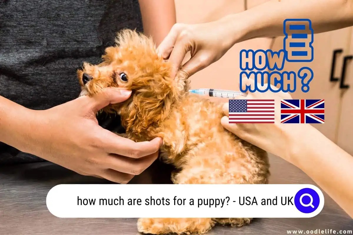 How Much Are Shots For A Puppy? (USA And UK 2024) OodleLife®