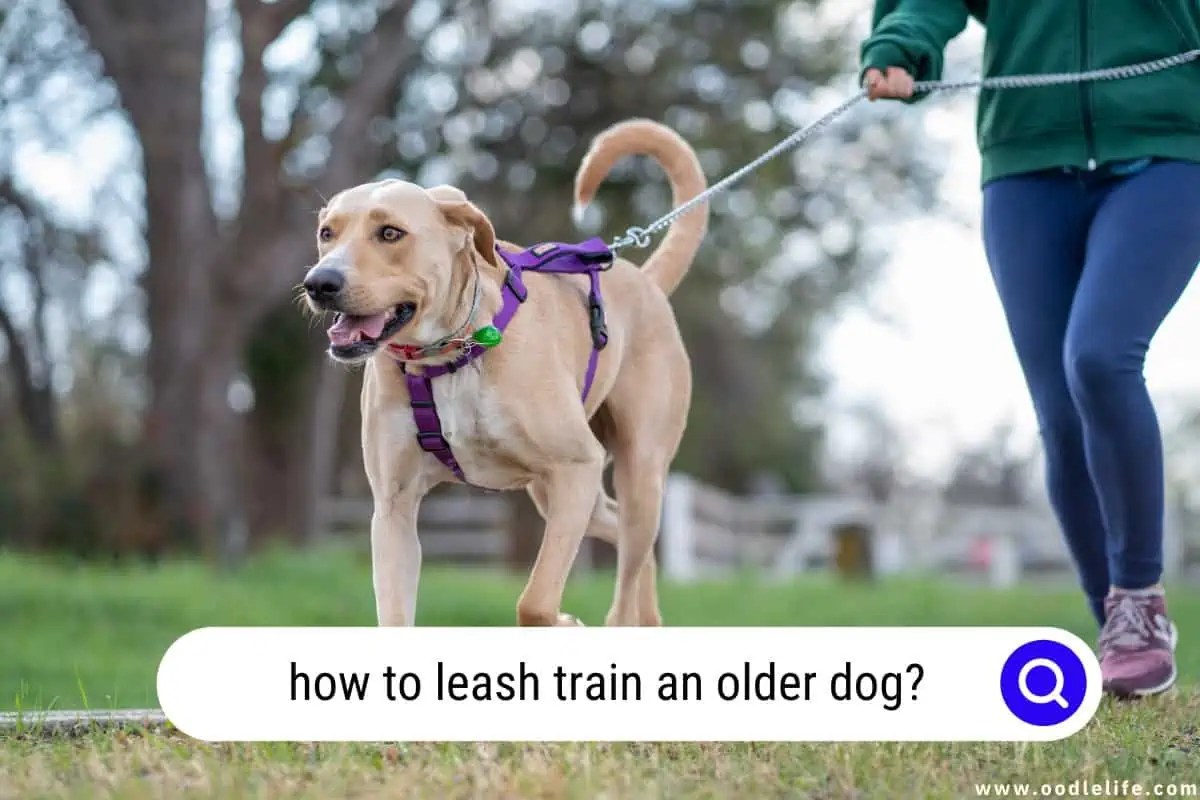 How To Leash Train An Older Dog?[Expert Tips And Techniques] Oodle Life