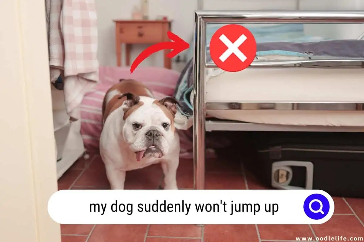 My Dog Suddenly Won't Jump Up [Reasons] OodleLife®