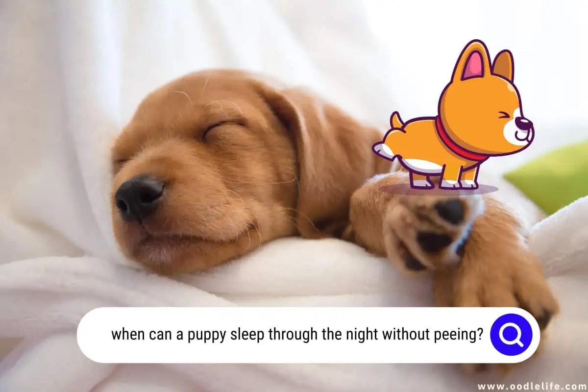 How Long Do Puppies Sleep At Night