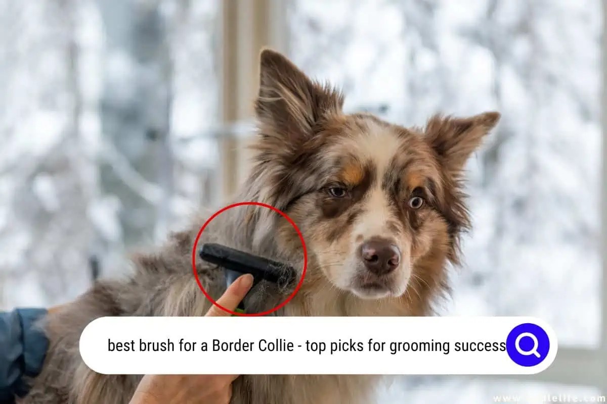 Border Collie Coat DISASTER Best Brush For A Border Collie 2024