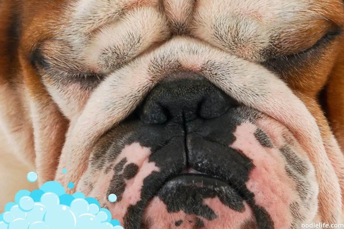 5 Best Dog Shampoo For Boxers (2024 Update) Oodle Life