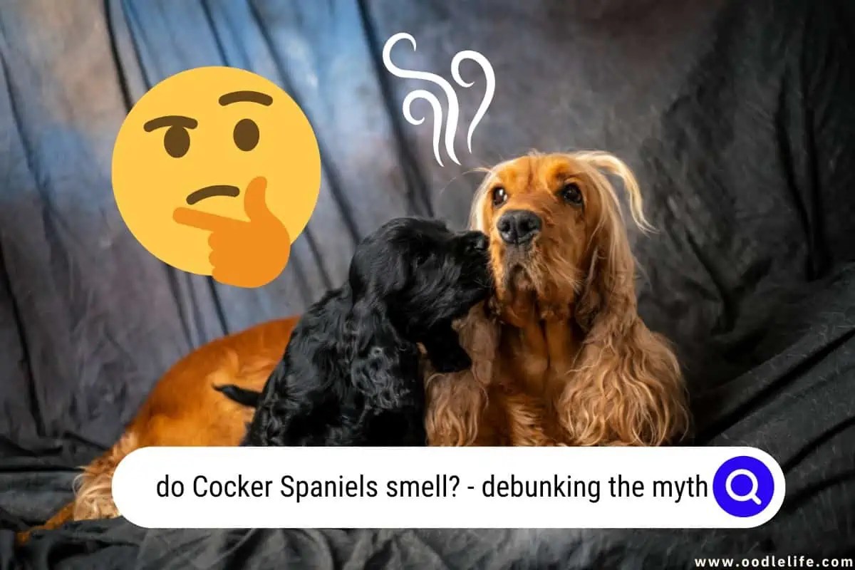 Do Cocker Spaniels Smell BAD? [Debunking The Myth] Oodle Life