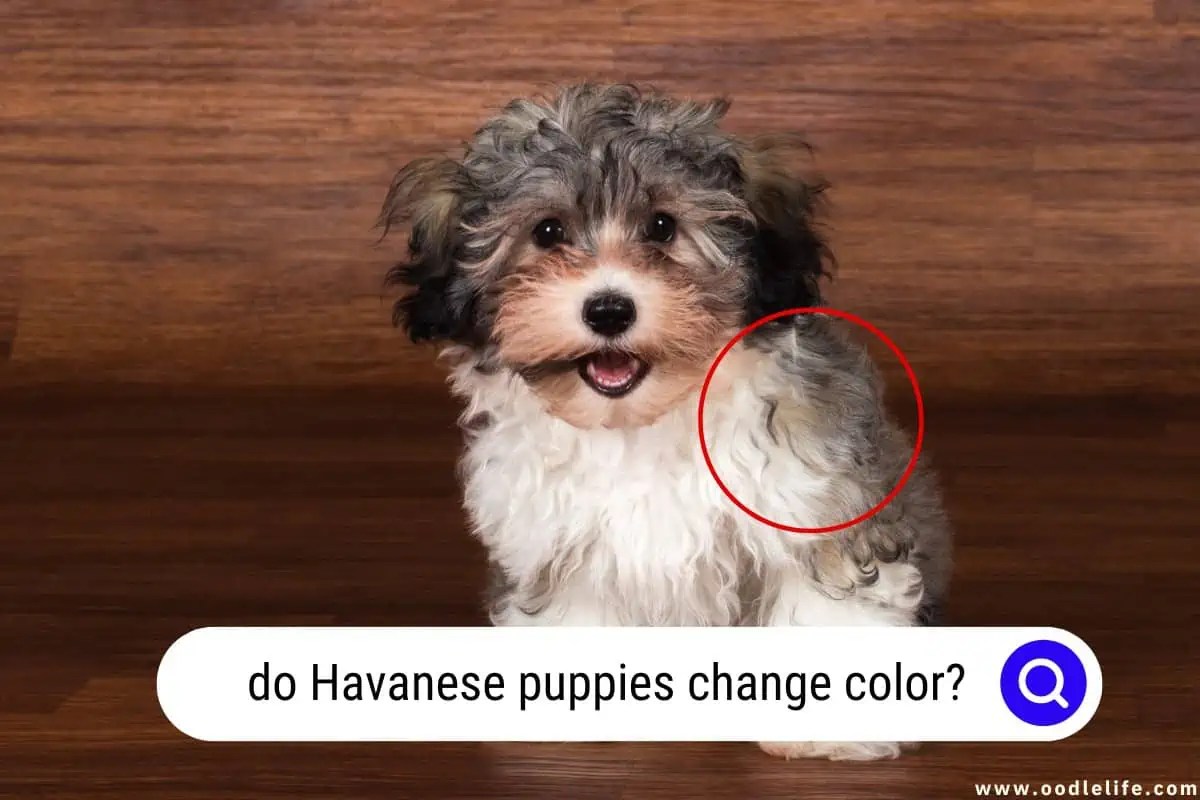 Do Havanese Puppies Change Color? (Why Havanese Coats Fade) Oodle Life