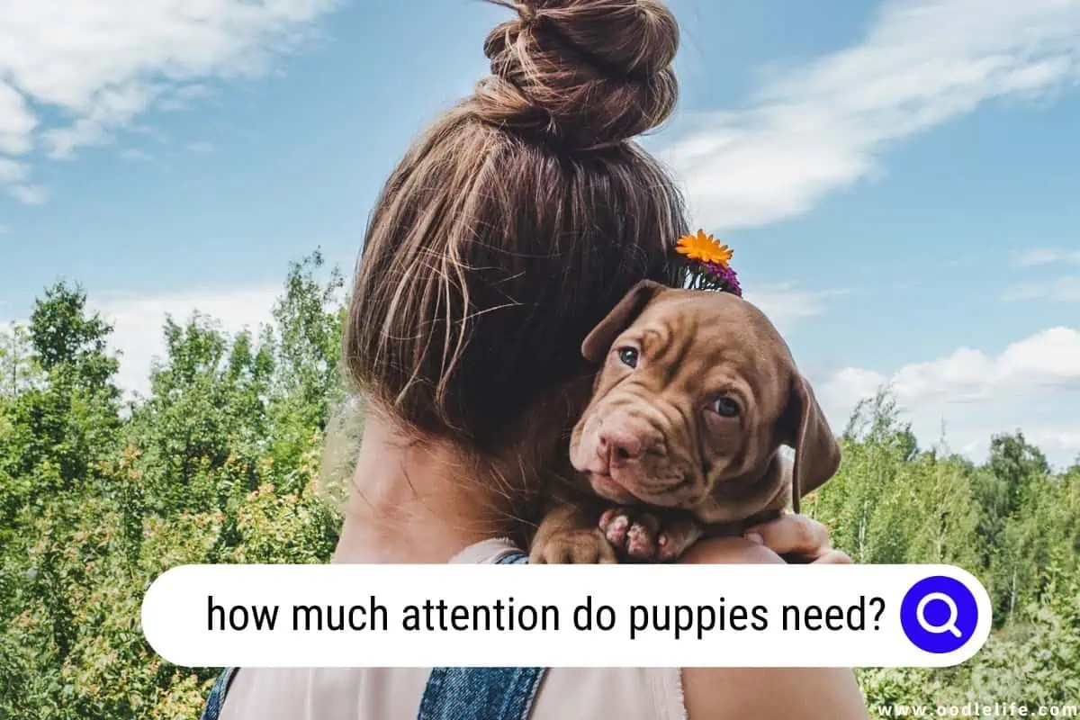 How Much Attention Do Puppies Need? [Warning] Oodle Life