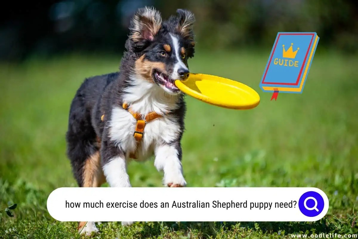 How Much Exercise Does An Australian Shepherd Puppy Need? Oodle Life