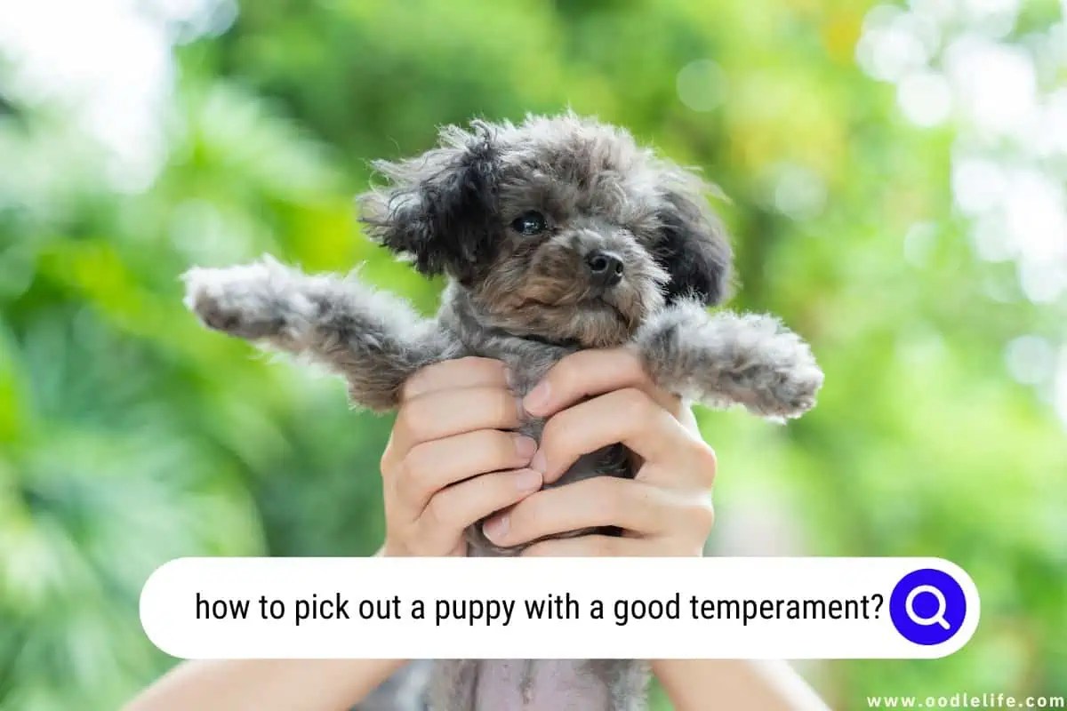 How To Pick Out A Puppy With A Good Temperament? Oodle Life