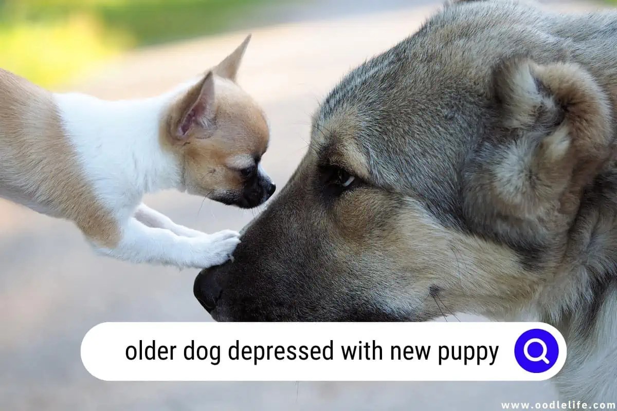 Older Dog Depressed With New Puppy [Help] Oodle Life
