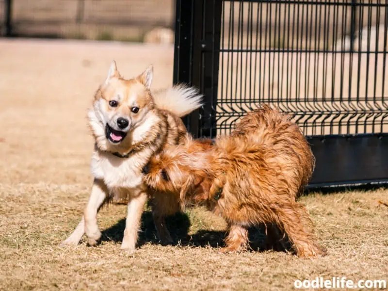 Pomsky Guide And Photos What You NEED To Know OodleLife®