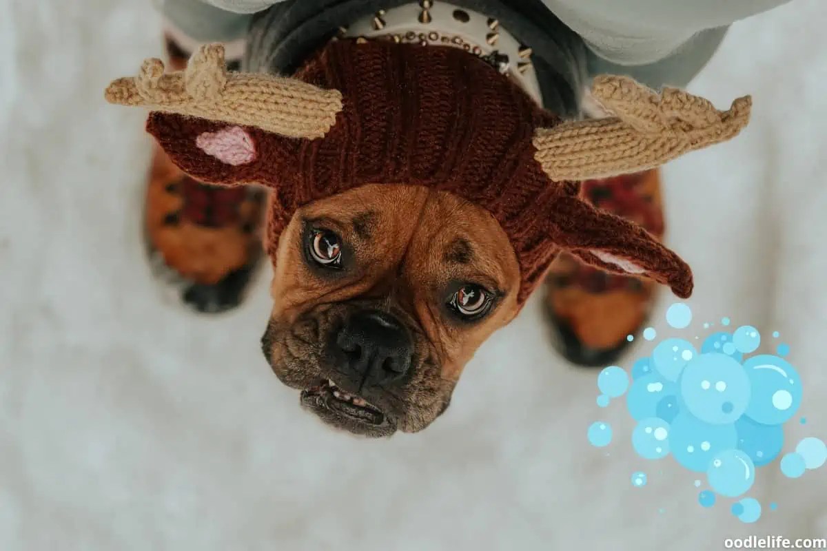 5 Best Dog Shampoo For Boxers (2024 Update) Oodle Life