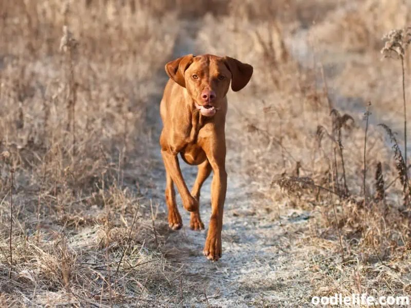 Why Is My Vizsla So Skinny? [MUST Know] Oodle Life