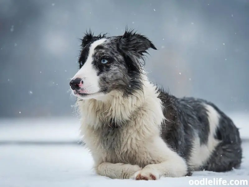 Can Border Collies Tolerate Cold Weather? Exploring Their Adaptability
