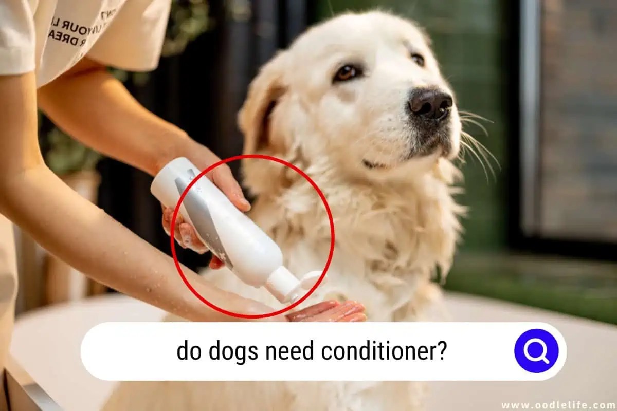 Do Dogs Need Conditioner? Essential Grooming Insights For Pet Owners