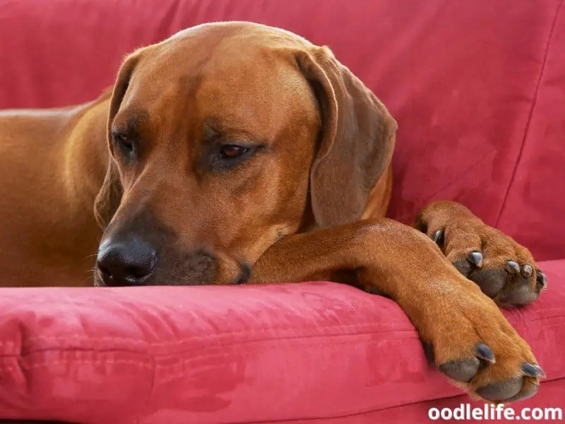 When Do Rhodesian Ridgebacks Go Into Heat?[Timeline] Oodle Life