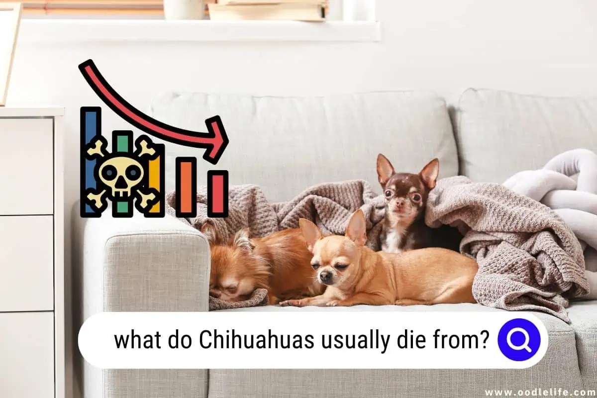 What Do Chihuahuas Usually Die From? Oodle Life