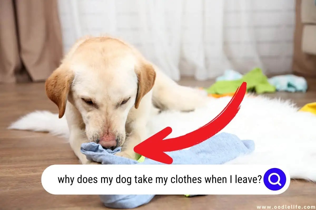 Why Does My Dog TAKE My Clothes When I Leave? Oodle Life