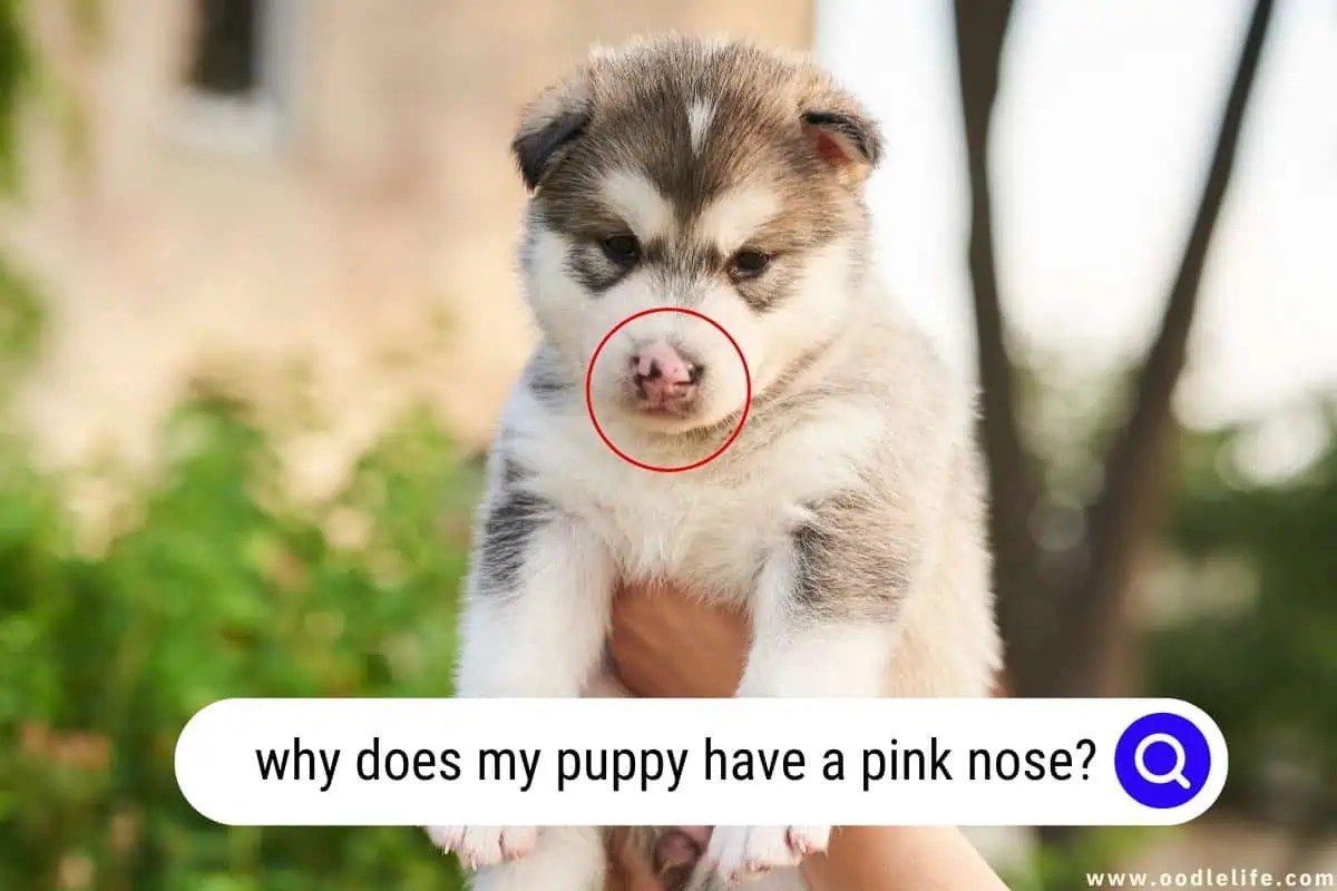 7 Mesmerizing Reasons A Puppy May Have A Pink Nose? Oodle Life