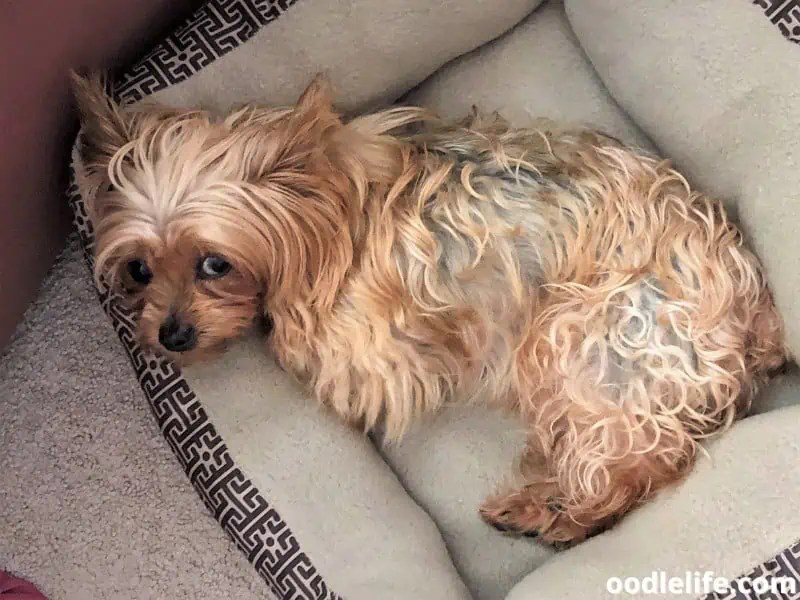 Why Do Yorkies Have Bad Breath? (5 Causes And Fixes) Oodle Life