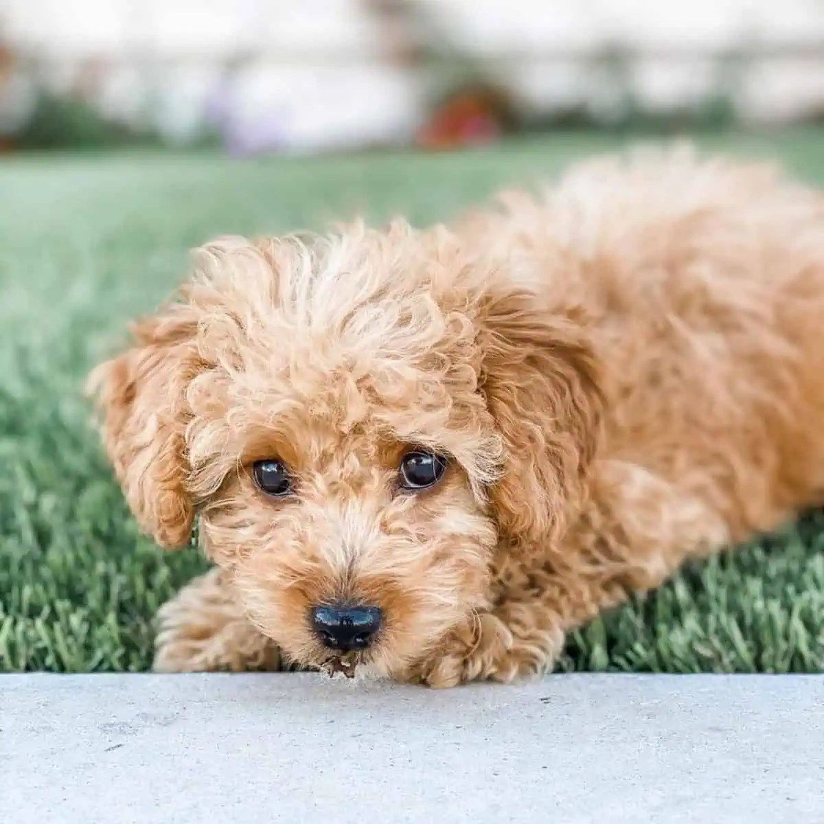 Best Cavapoo Breeders In New Mexico (2024 Update) OodleLife®