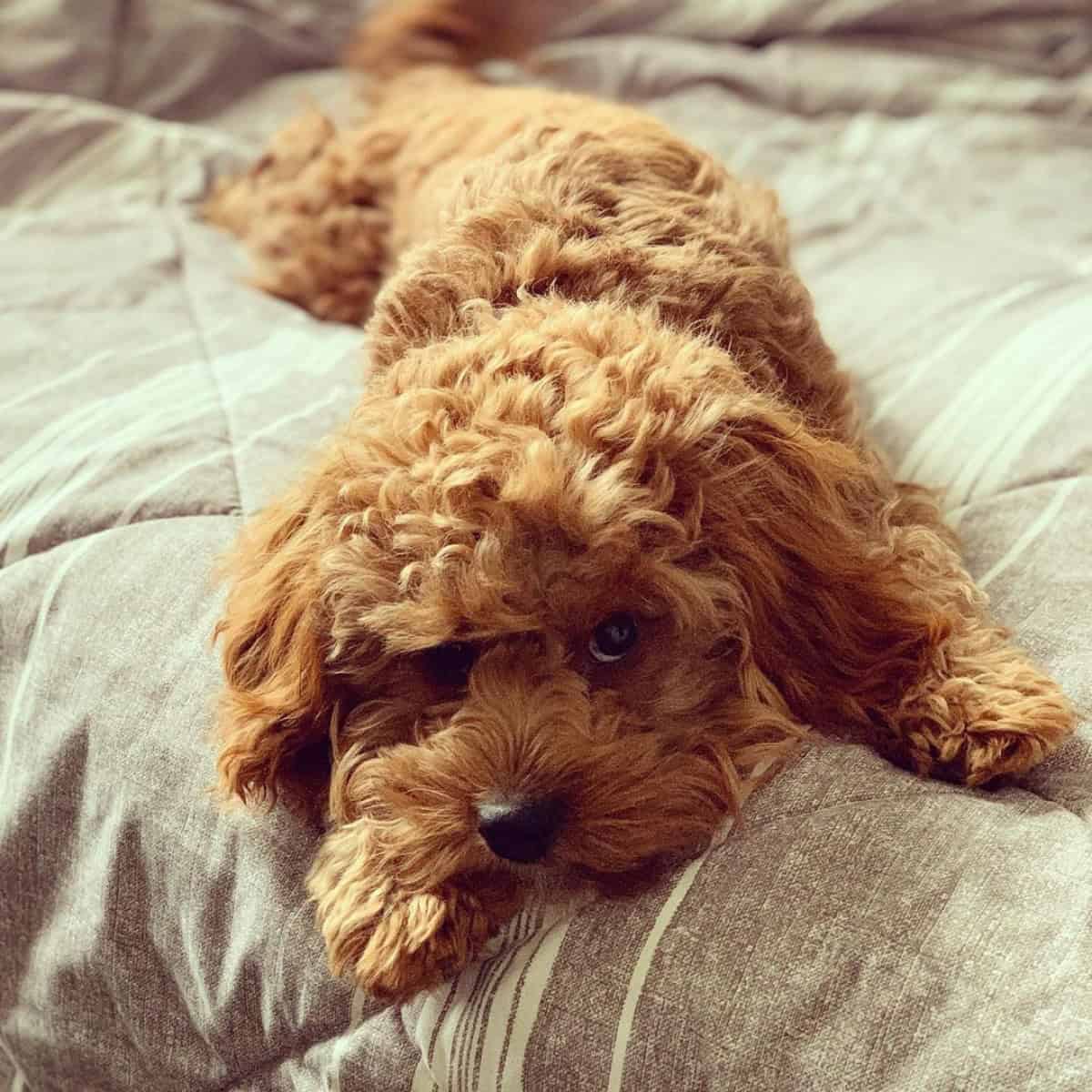 Best Cavapoo Breeders In New Mexico (2024 Update) OodleLife®