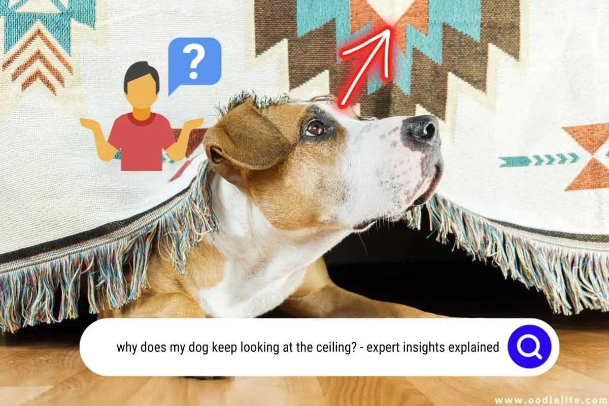 6 Concerning Reasons A Dog Keeps Looking At The Ceiling OodleLife®