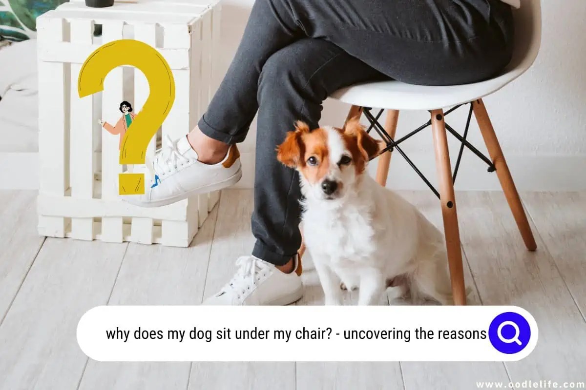 Why Does My Dog Sit Under My Chair? [7 Weird Reasons] Oodle Life
