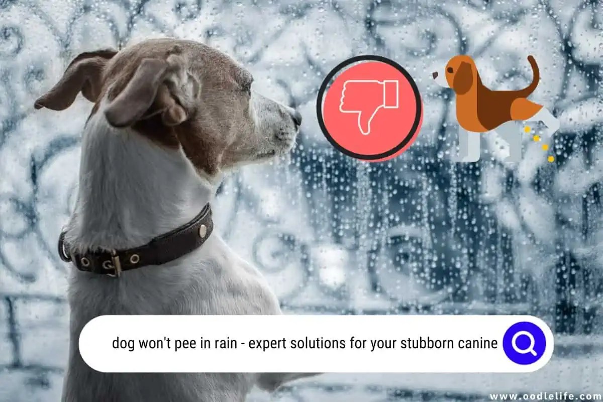 Dog Won't Pee In Rain Expert Solutions For Your Stubborn Canine