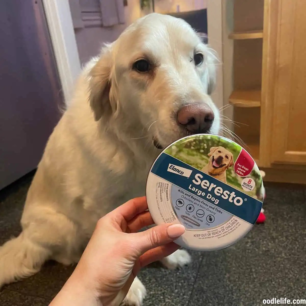 What Is The Best Flea Medication For Goldendoodle Dogs? (Top 3