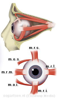 Scheelzien (Strabismus) En Operatie - Oogartsen.nl