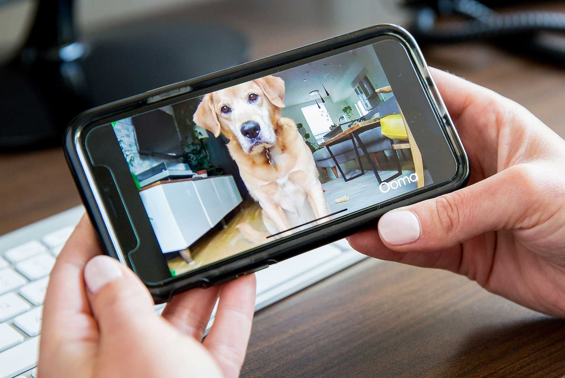 Things To Look For When Buying A Pet Camera 9 Buying Tips Ooma Canada