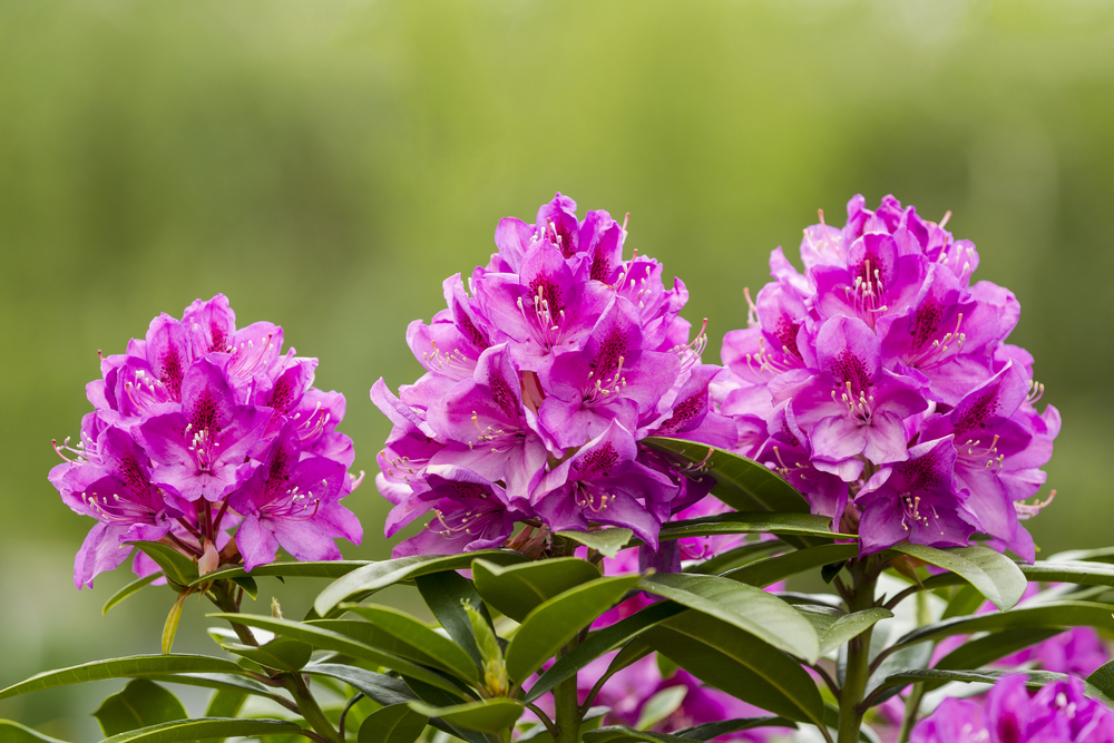 Rhododendron im Kübel Welche Arten eignen sich besonders?