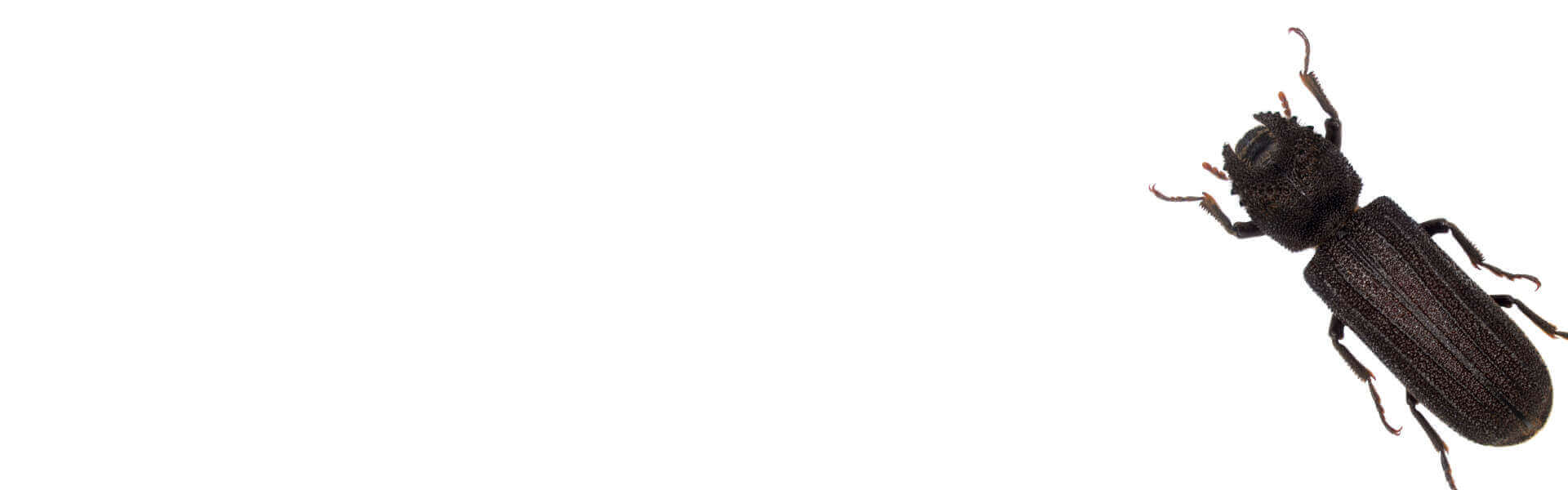 Powderpost Beetles Treatments Powderpost Beetle Control