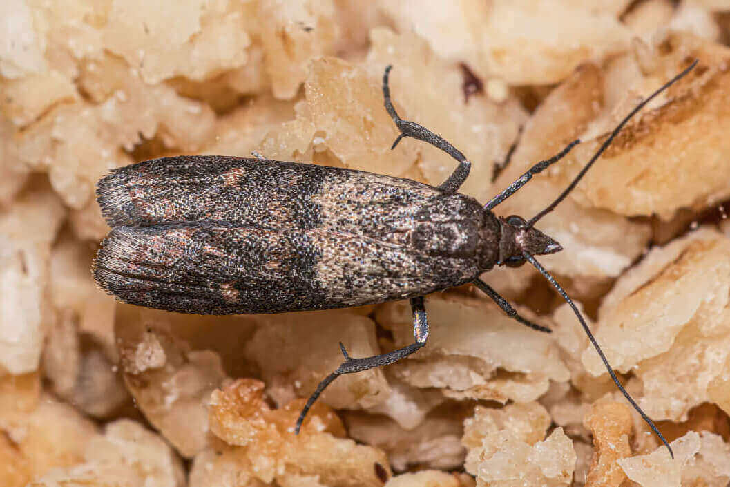 Moths Pest Control Moth Exterminator Near Me