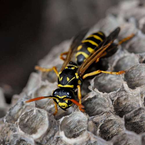 Everyone hates wasps. But this scientist wants us to love them