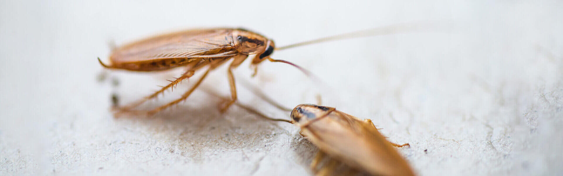 Cockroaches Pest Control Roach Exterminator Near Me