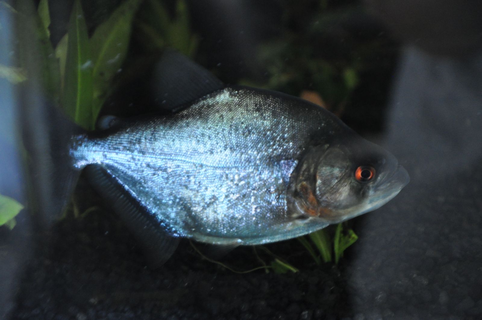 Hobbyist Piranha Album Page 4b Serrasalmus rhombeus complex