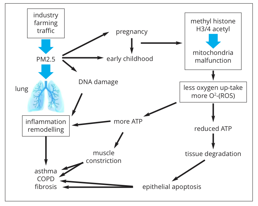 Fine dust air pollution (PM2.5) as a cause of chronic inflammatory lung