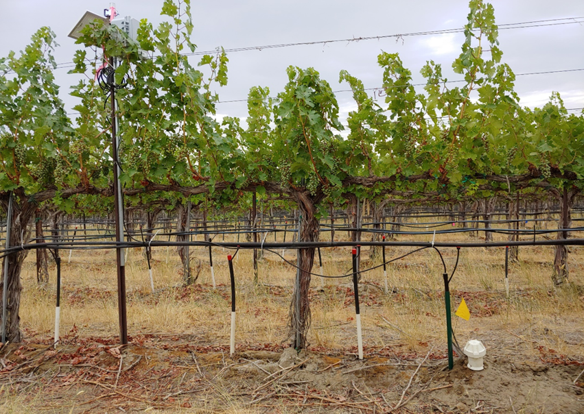 Optimising subsurface drip irrigation for effective drought defence