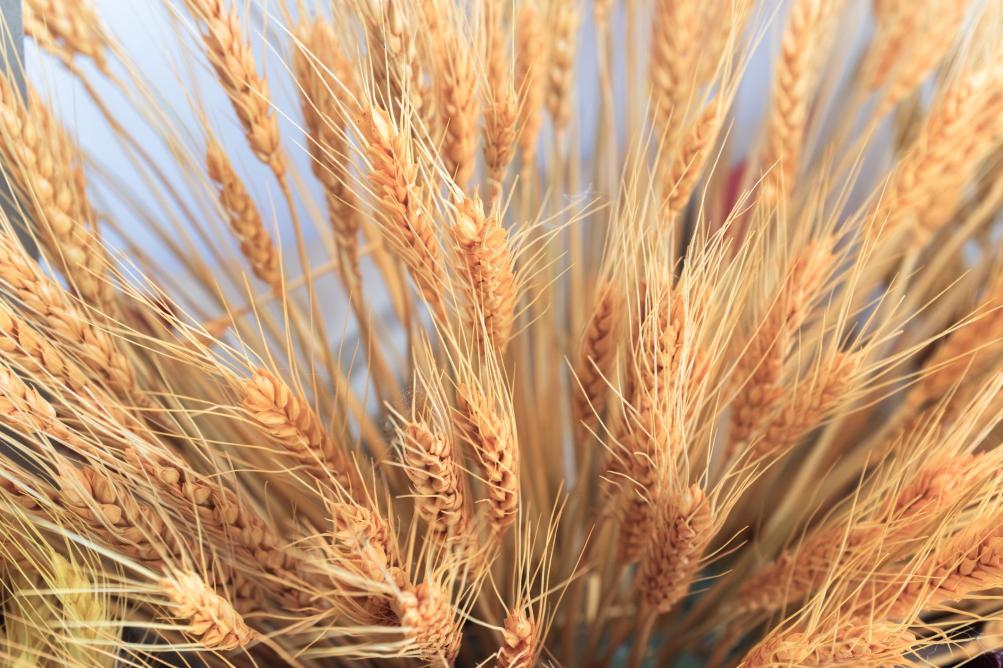 Protecting Our Plates: The EU’s Bold Steps to Tackle Climate Change and Safeguard Food Safety Protecting Our Plates: The EU’s Bold Steps to Tackle Climate Change and Safeguard Food Safety
