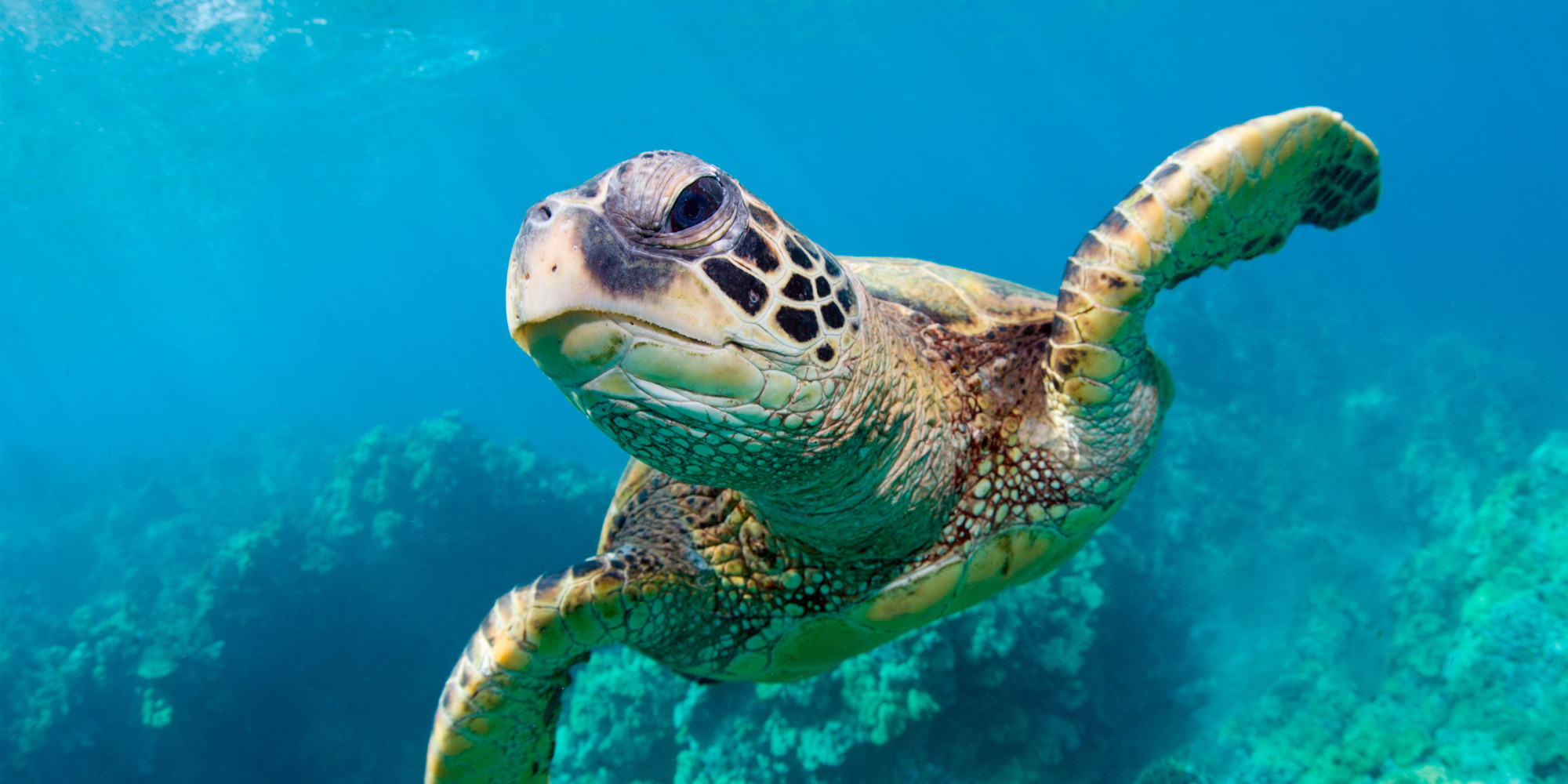 Turkish specialists save life of Sea Turtle with a 3D