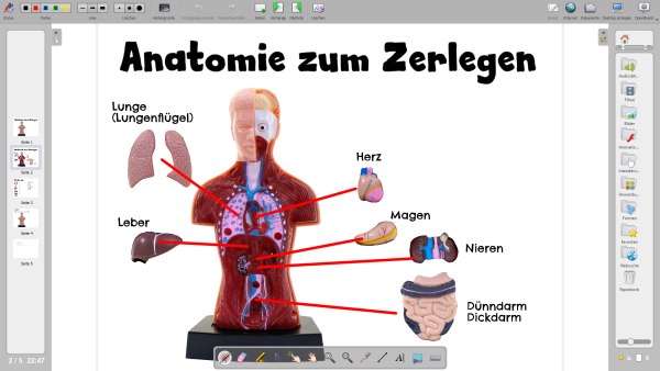 Anatomie Mensch Openboard Dokument OpenBoard, freie