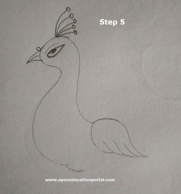 How to Draw a Peacock Easy StepByStep Easy Guide