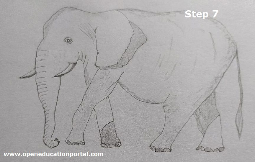 How To Draw Elephant For Kids Easily in 7 Image Guided Steps