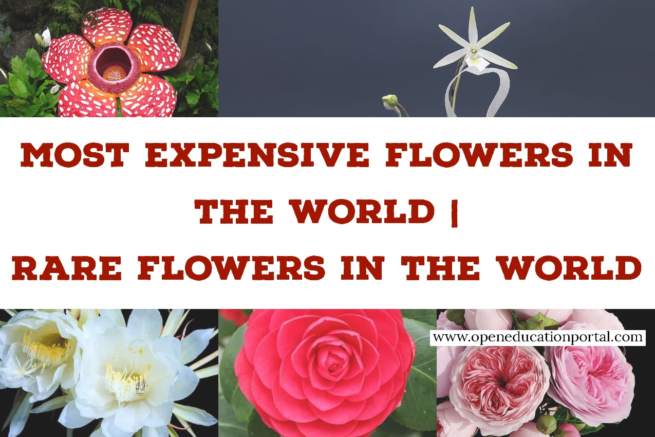 Most Expensive Flowers in the World Rare Flowers in the World