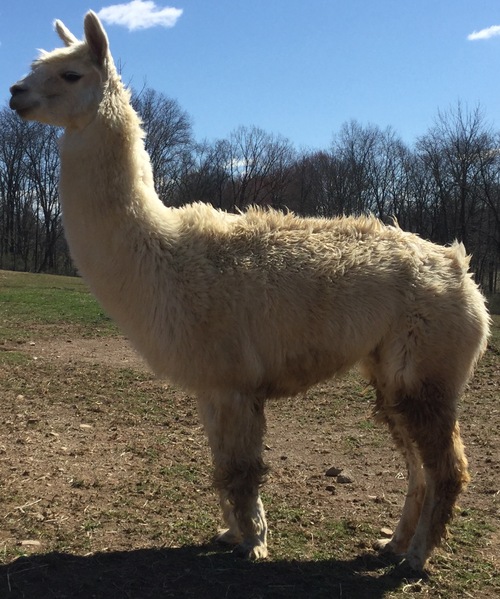 Alpacas For Sale WRSR Peruvian Corona Gold Suri, Male Pennsylvania